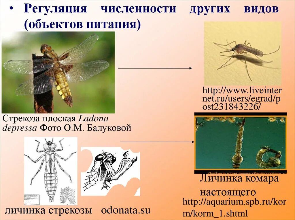 К бескрылым насекомым относятся. Личинка Стрекозы. Тип личинки Стрекозы. Личинка комара и личинка Стрекозы. Питание личинки Стрекозы.