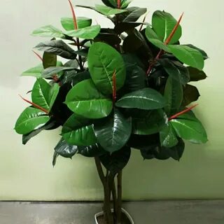 Любит ли фикус