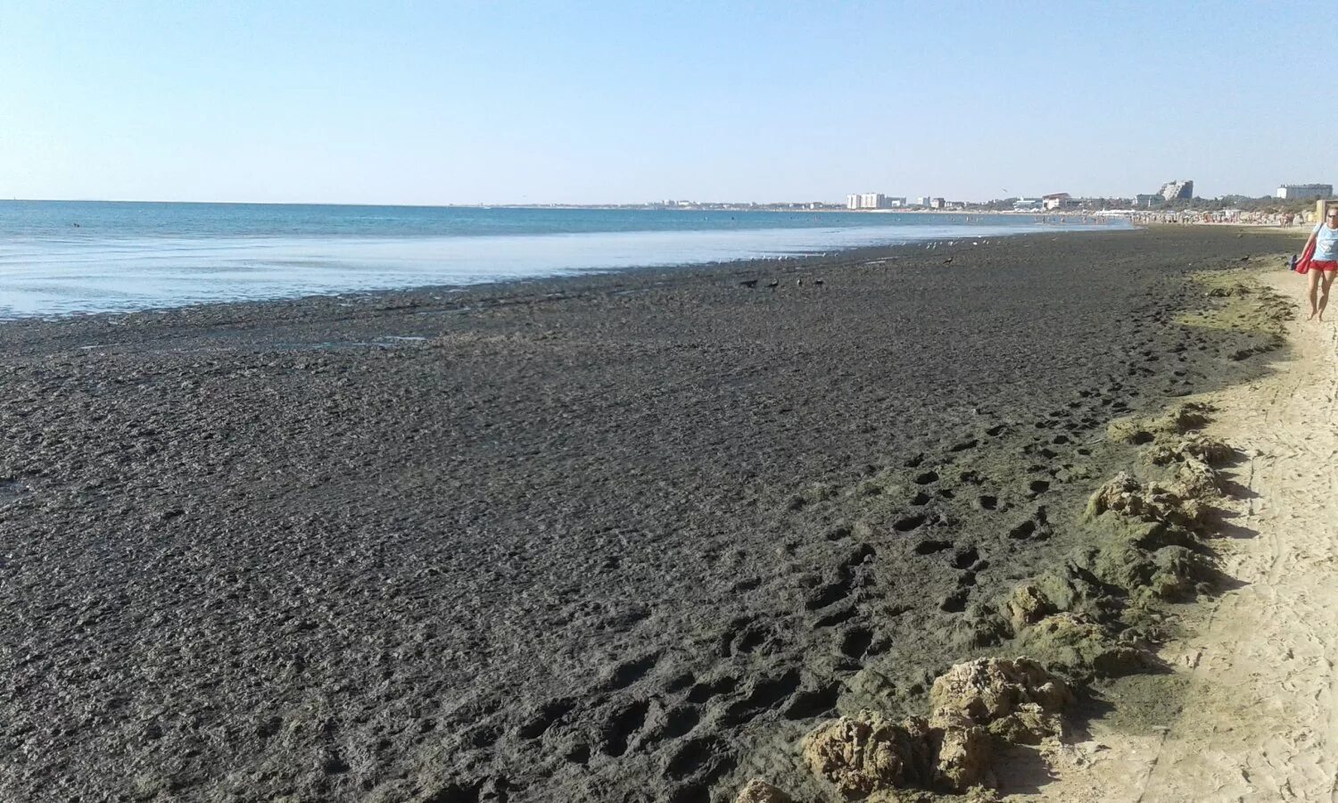 Водоросли в анапе. Анапа пляж Джемете водоросли. Море Анапа Джемете водоросли. Витязево пляж цветет море.