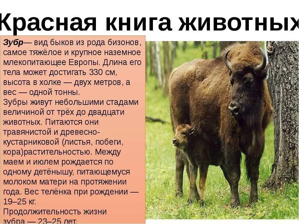 Выходят и смотрят: в Брянской области на дорогах замечены зубры - Охотники.ру