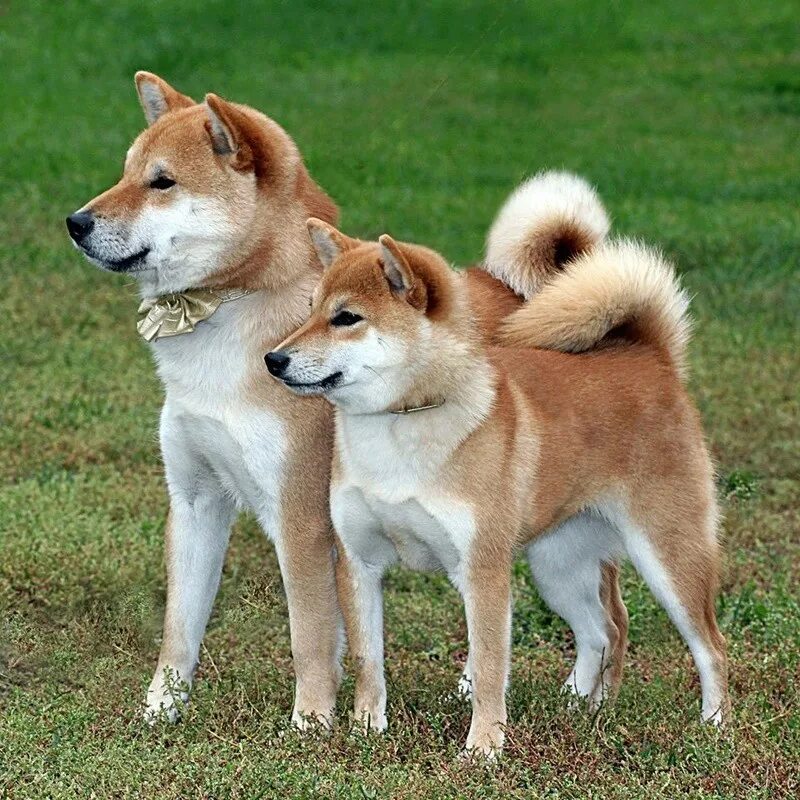 Японская собака 4 буквы. Акита Шиба ину. Акита и сиба ину. Сиба Шиба ину Акита. Мини Акита сиба.