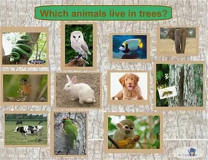 Animals that live. Live animals. animal is a which or who.