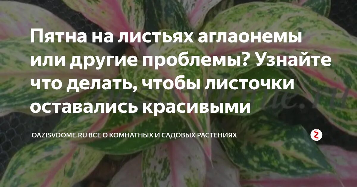 Почему желтеют листья у аглаонемы. Почему желтеют листья у аглаонемы