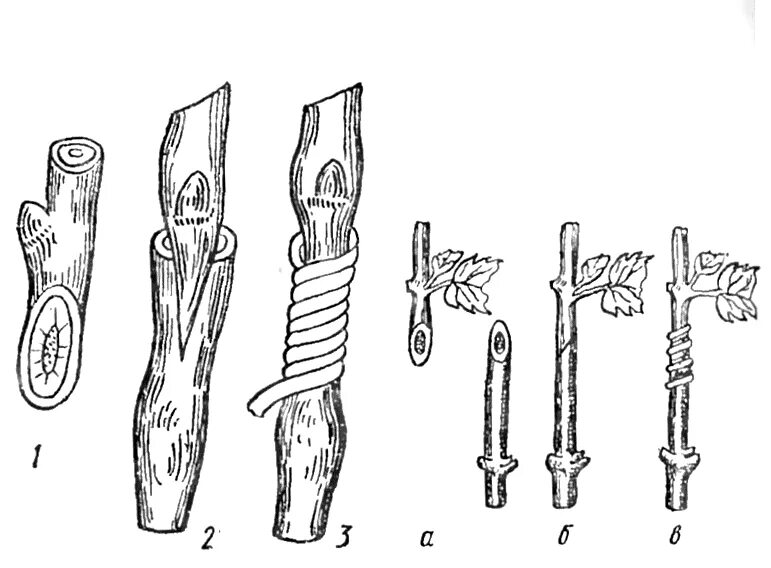 Размножение глазком. Прививка растений окулировка копулировка. Окулировка прививка глазком. Вегетативное размножение прививкой почкой. Схема окулировки плодовых.