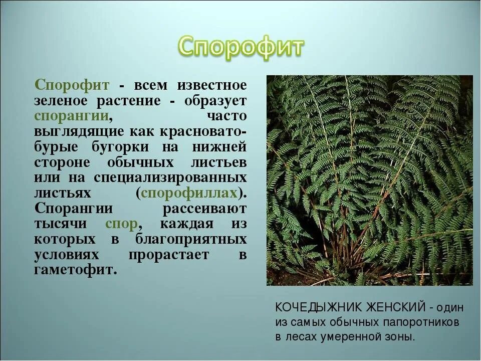 Виды спорофитов