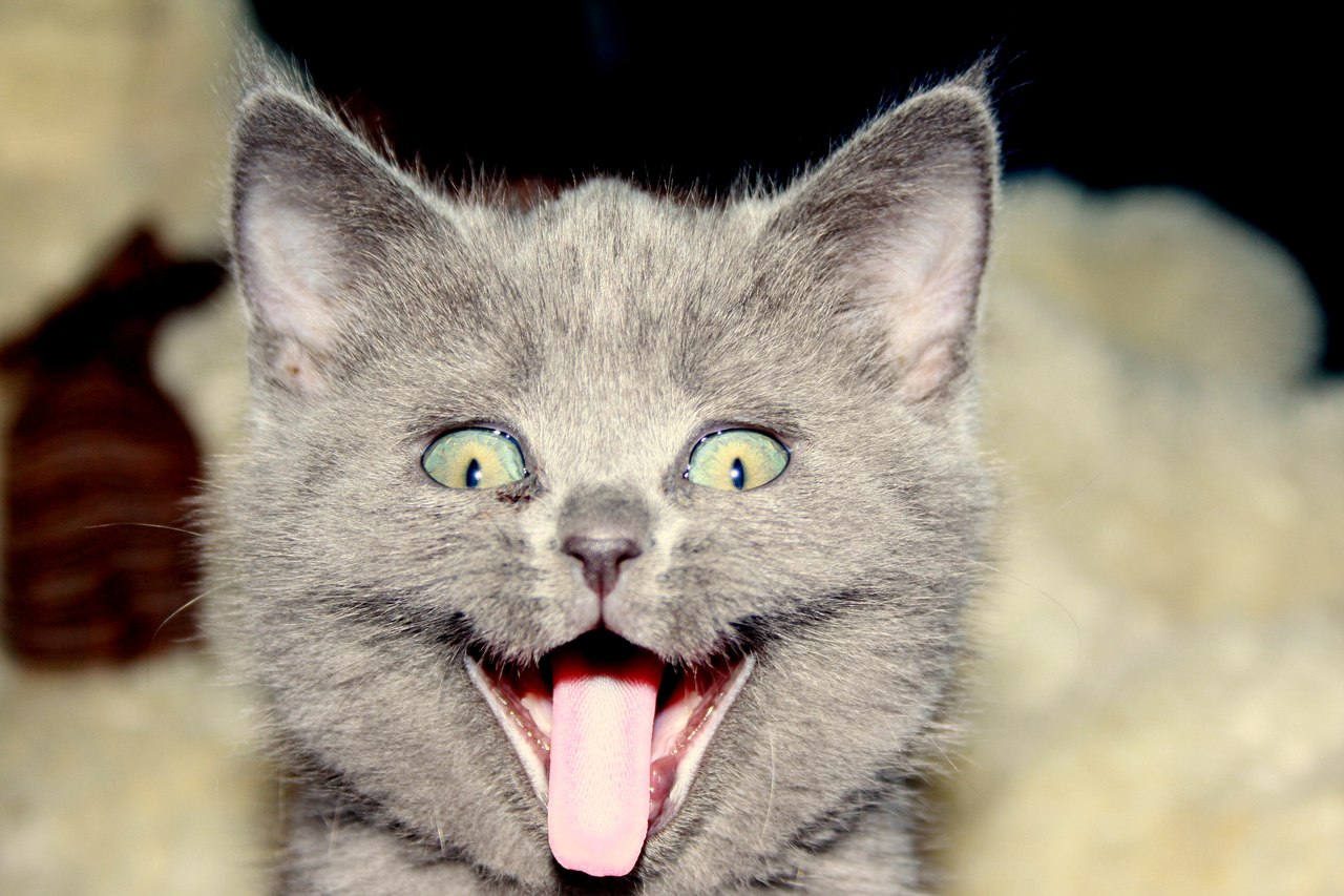 Под валерьянкой. Кот улыбается. Кот под валерьянкой. Офигенный котик. Кот балдеет от валерьянки.