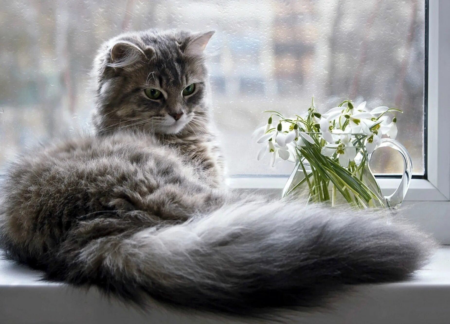 Доброе утро апрель кот. Кот на окне. пушистая кошка. котик на подоконнике.