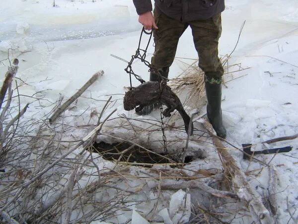 Капкан уралец 2. Капкан бобр 5 на барсука. Как работают капканы видео. Охота на соболя самоловами. Проходной капкан на куницу кп 120.