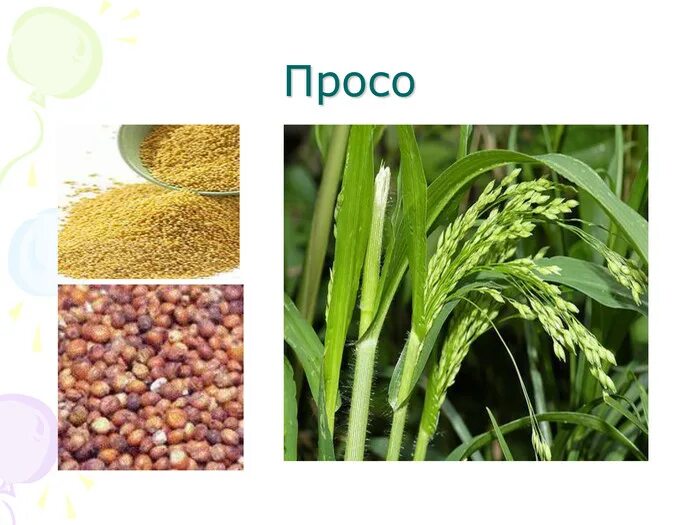 Пшенице ржи гречихе просо. Просо это зерновая культура. кукуруза, просо, сорго, рис, гречиха;. сорго просо пшено. зерновая культура просо крупа.