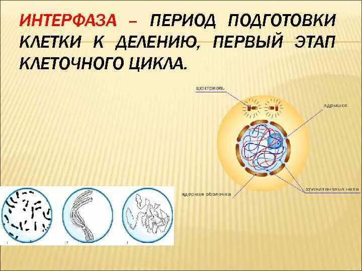 Клетка в интерфазе митоза. Интерфаза клетки рисунок. Интерфаза клетки схема. Клетка в период подготовки к делению-интерфазу. Фаза подготовки клетки к делению