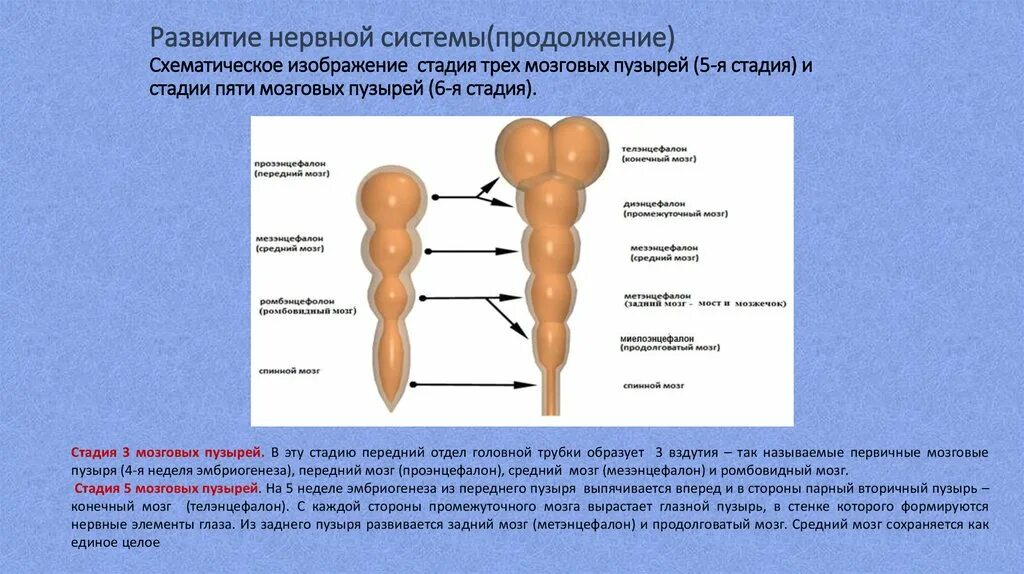 Развитие нервной системы стадия трех и пяти мозговых пузырей. Онтогенез нервной системы (3 мозгового пузыря, 5 мозговых пузырей).. Отделы головного мозга на стадии 3 мозговых пузырей. Стадия развития 3 мозговых пузырей. Этап или стадия 3