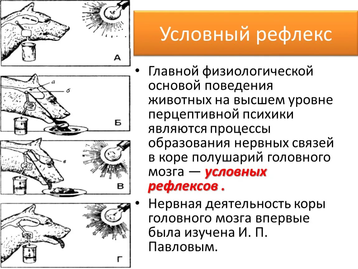 Условные безусловные рефлексы животных