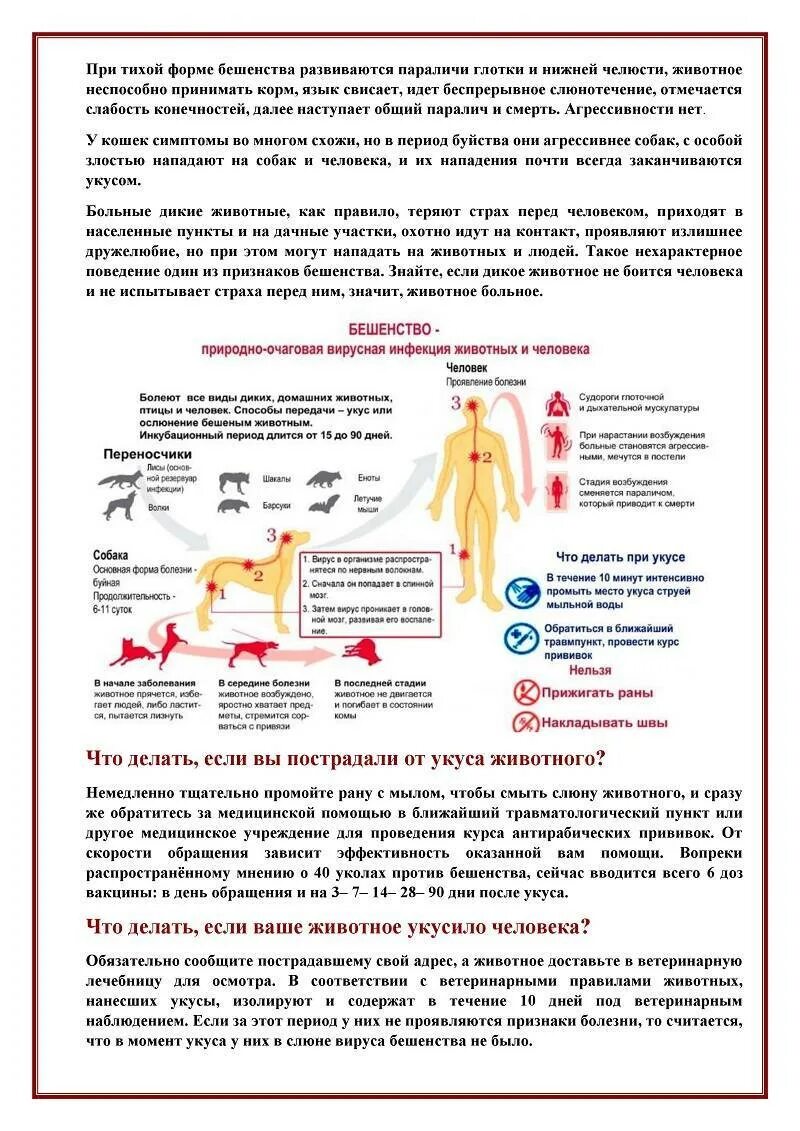 Лечение после укуса собаки. Симптомы бешенства у человека. Характерные симптомы бешенства:. Симптомы бешенства после укуса.