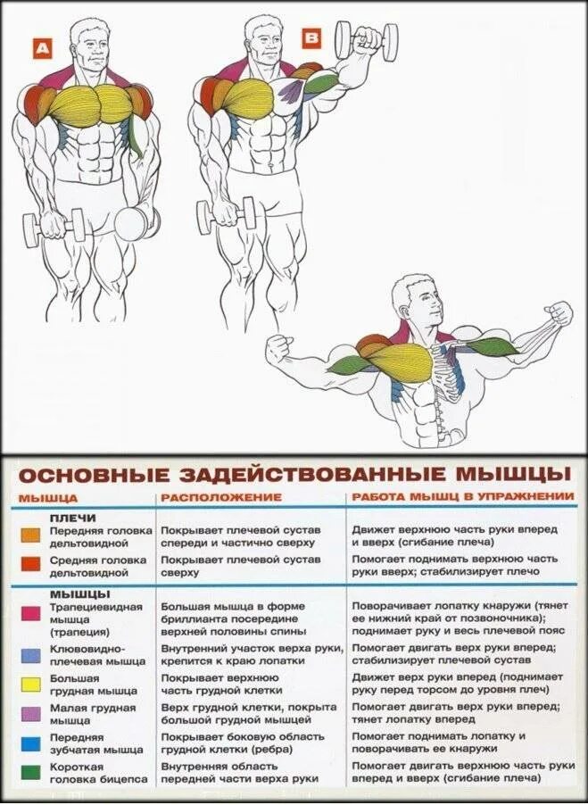 Какие мышцы тренировать в один день. Упражнения с гантелями для развития мышц плечевого пояса. базовые упражнения для развития мышц плечевого пояса. базовые упражнения для развития мышц рук и плечевого. упражнения для дельтовидной мышцы плеча.