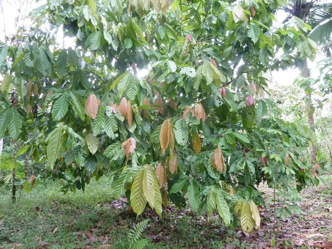 Какао дерево в южной америке. Какао в южной америке. Шоколадное дерево теоброма какао. Как выглядит дерево какао. Как выглядит дерево какао.