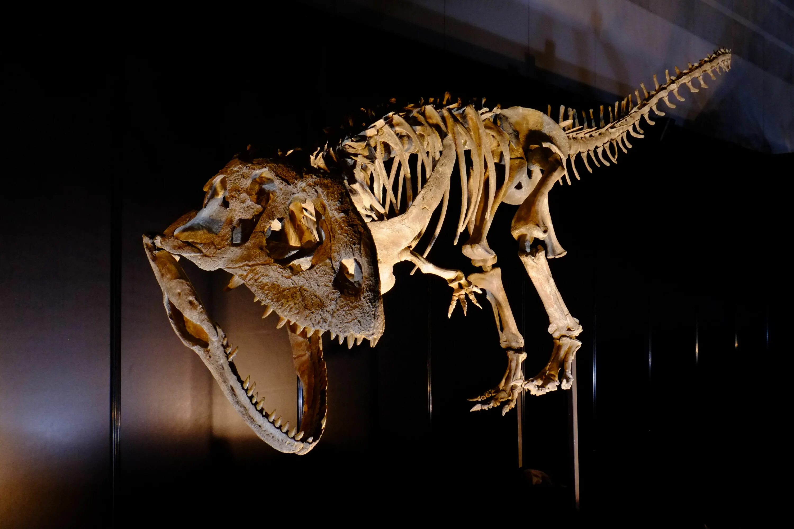Тираннозавр сью. Череп саблезубого тигра анфас. Карнотавр карнотавр. Музей динозавров тираннозавр рекс. Строение скелета псовых.