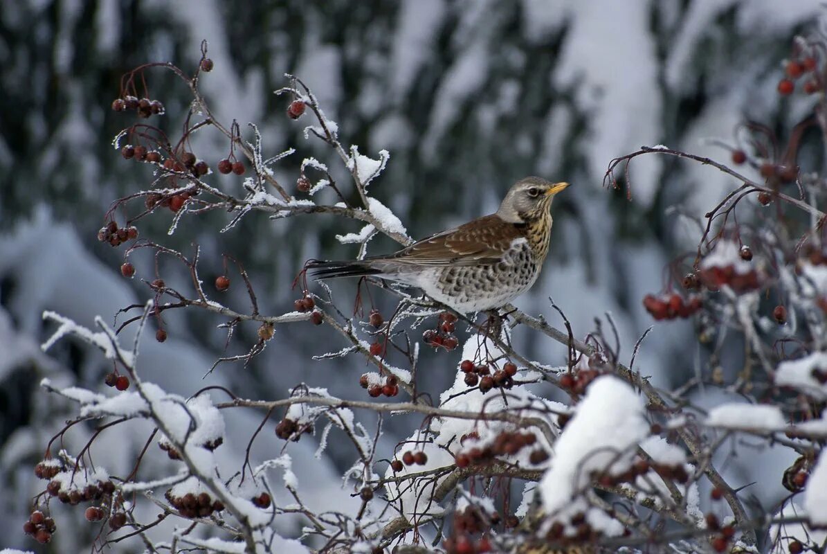 дрозд рябинник зимой. птица дрозд рябинник. рябиновый дрозд дрозд рябинник. птица дрозд рябинник. дрозд зимой рябинник птицы.