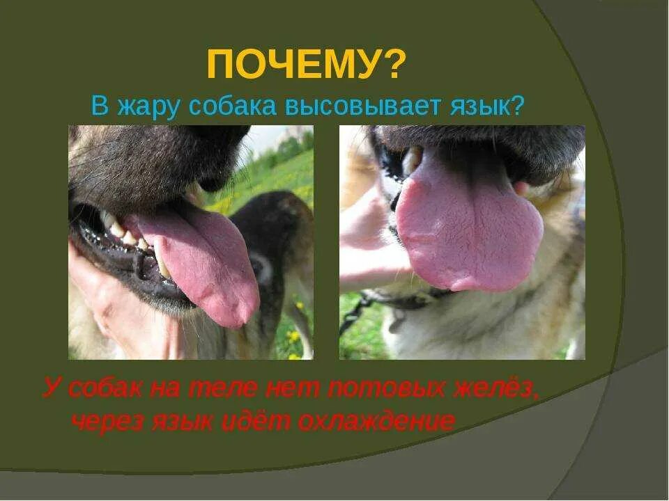 Собака с высунутым языком. Почему собаки высовывают язык. Почему в жару собака высовывает язык. Щенок дышит ртом