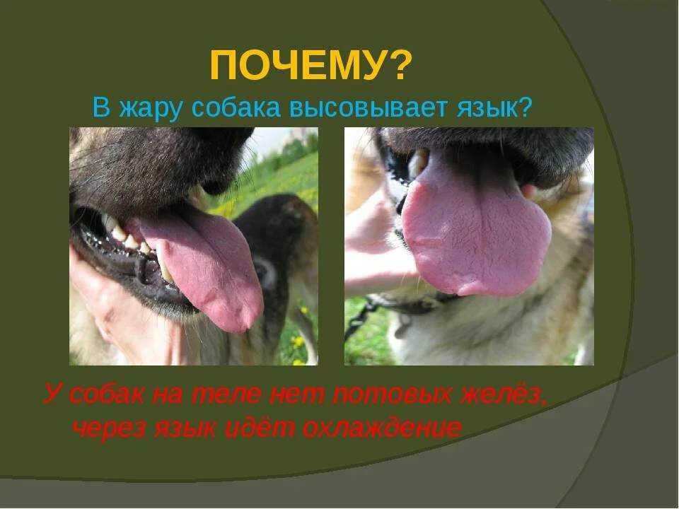 Собака тяжело дышит высунув. Собака с высунутым языком. почему собаки высовывают язык. почему в жару собака высовывает язык.