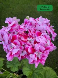 Пеларгония бэла