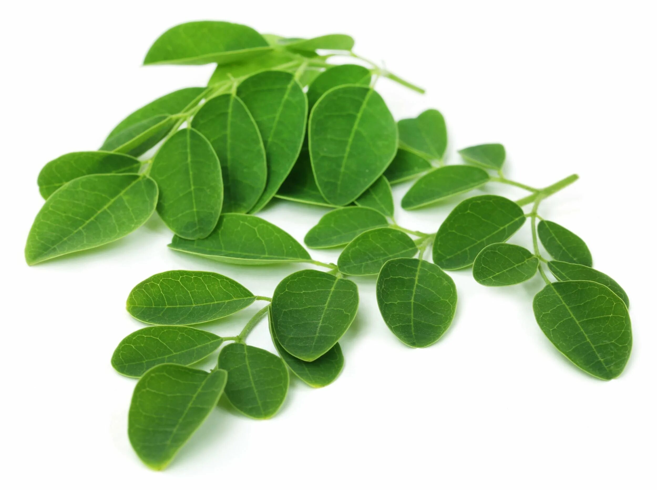 Natural leaves. Моринга масличная. Листья моринги. Moringa растение. Моринга листья на белом.