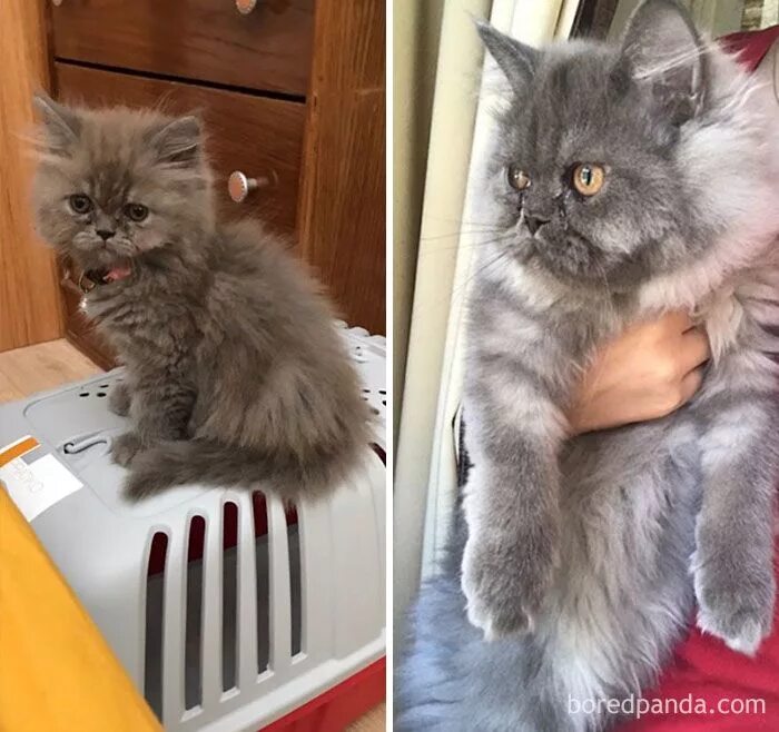 Котенок какая будет шерсть