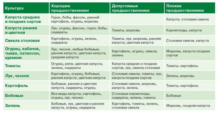 Капуста после огурцов