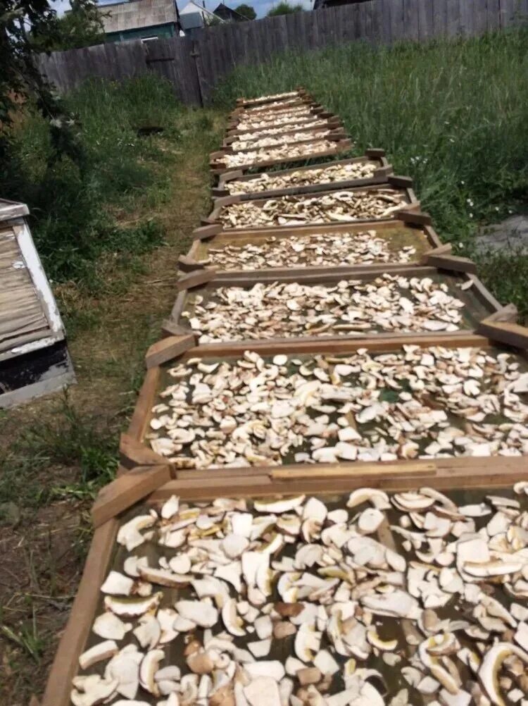Купить сморчки сушеные. Белые грибы сушеные. Белый гриб. Сухие белые грибы. Белые грибы на рынке.