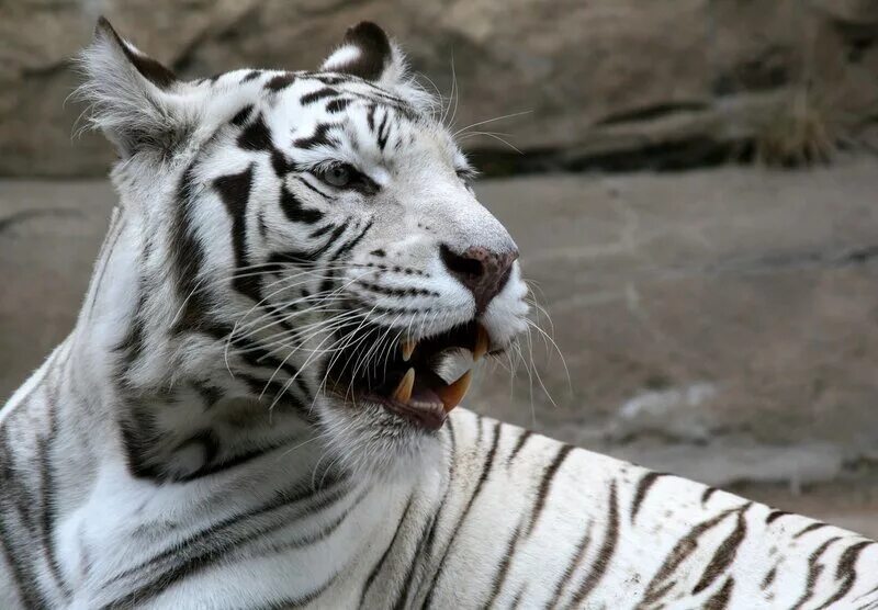 Бенгальский тигр. Panthera Tigris bengalensis. Бенгальский тигр семейство кошачьи. Бенгальский тигр подвид тигра