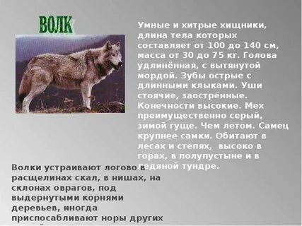 Рассказ о диком животном