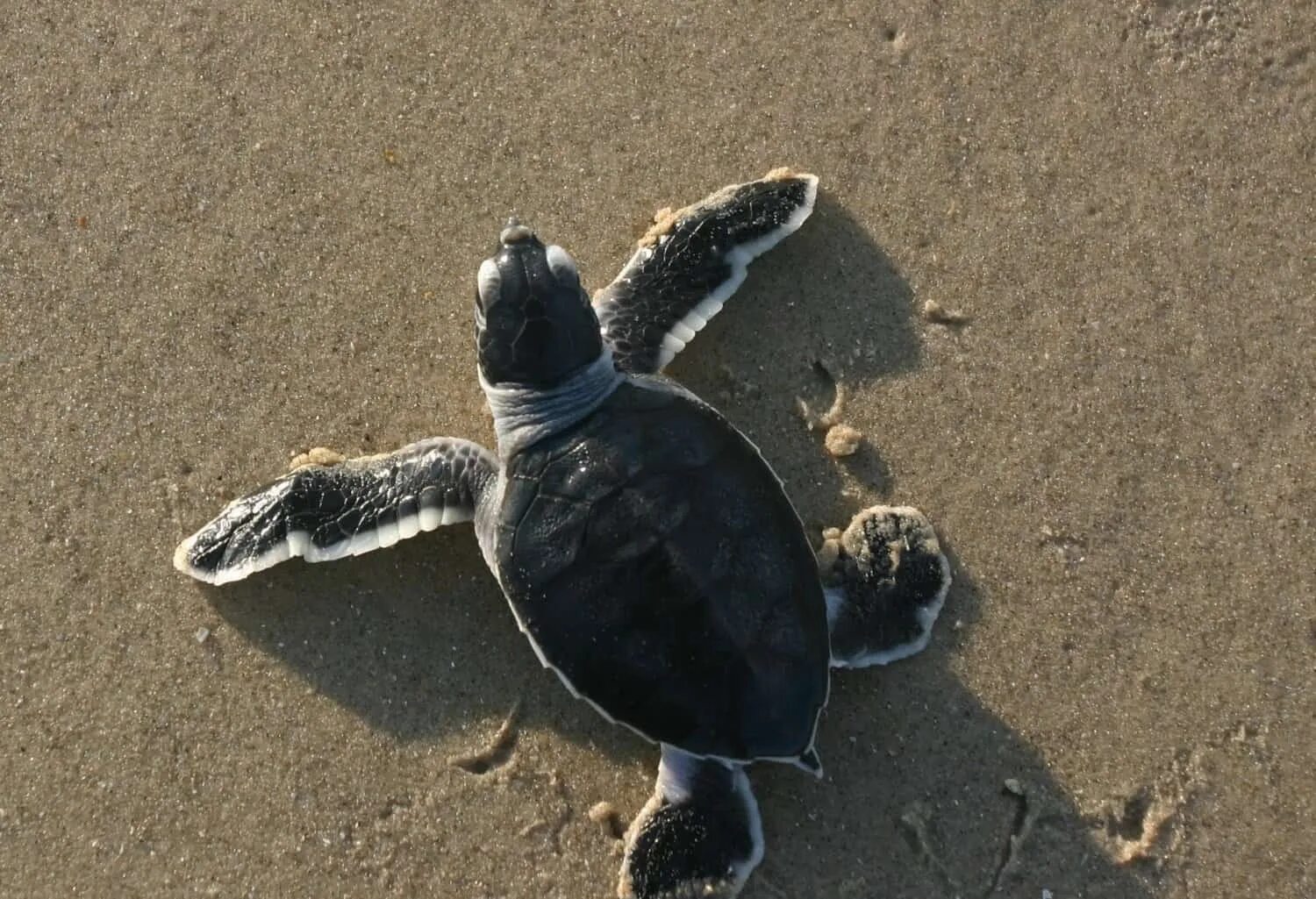 Why are beaches important for the loggerhead