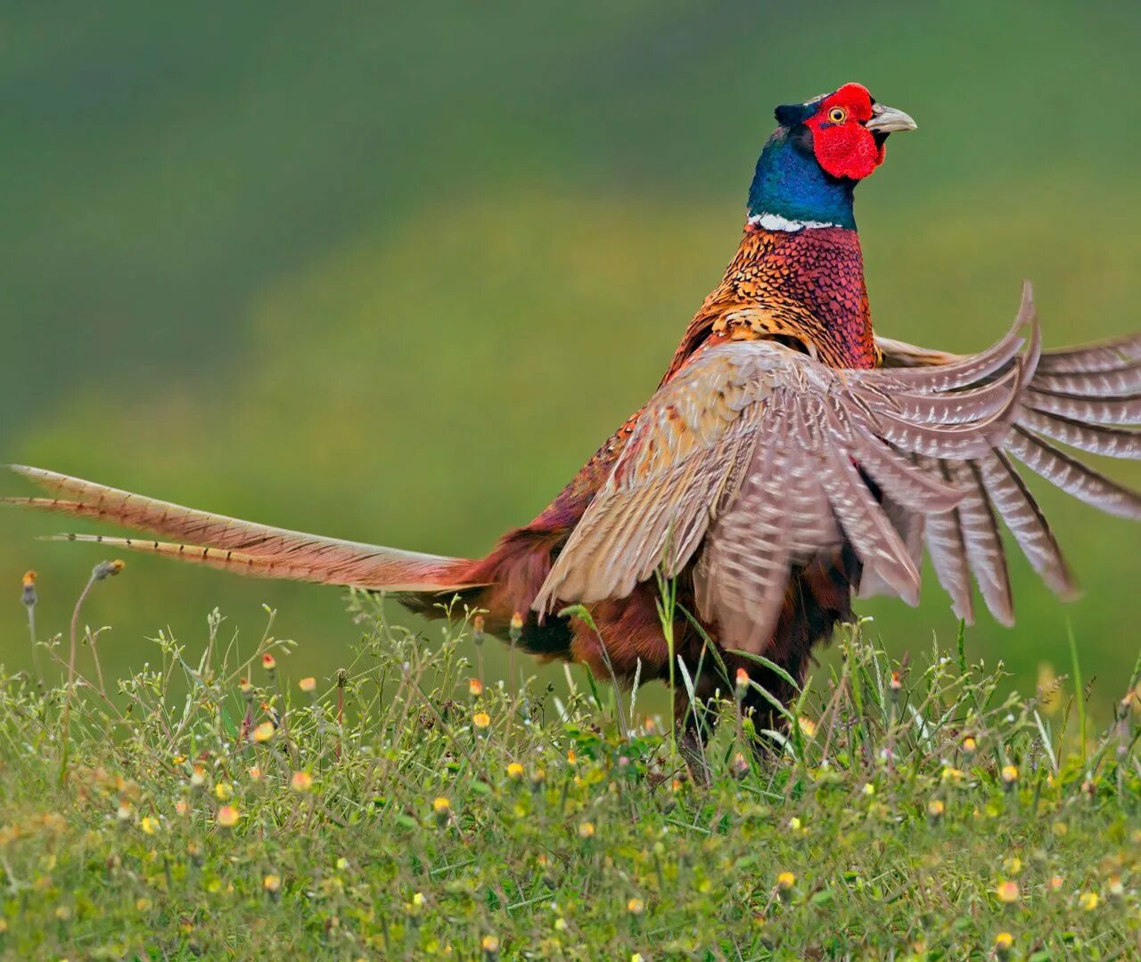 Фазаний. Фазан леди амхерст. Обыкновенный фазан. Фазан охотничий и фазаньи яйца. Фазан охотничий обыкновенный.