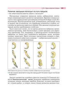 Стадии развития зародыша рыбы