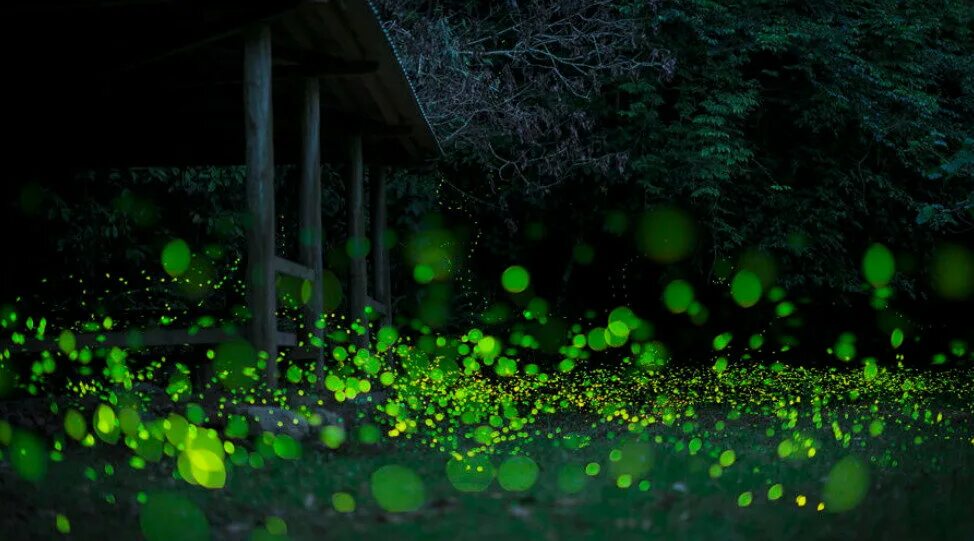 Светлячки ночью. Куала селангор светлячки. Селангор, светлячки, малайзия. Лес светлячков в японии. Светлячки кудепста.