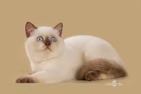 Колор пойнт кошка
