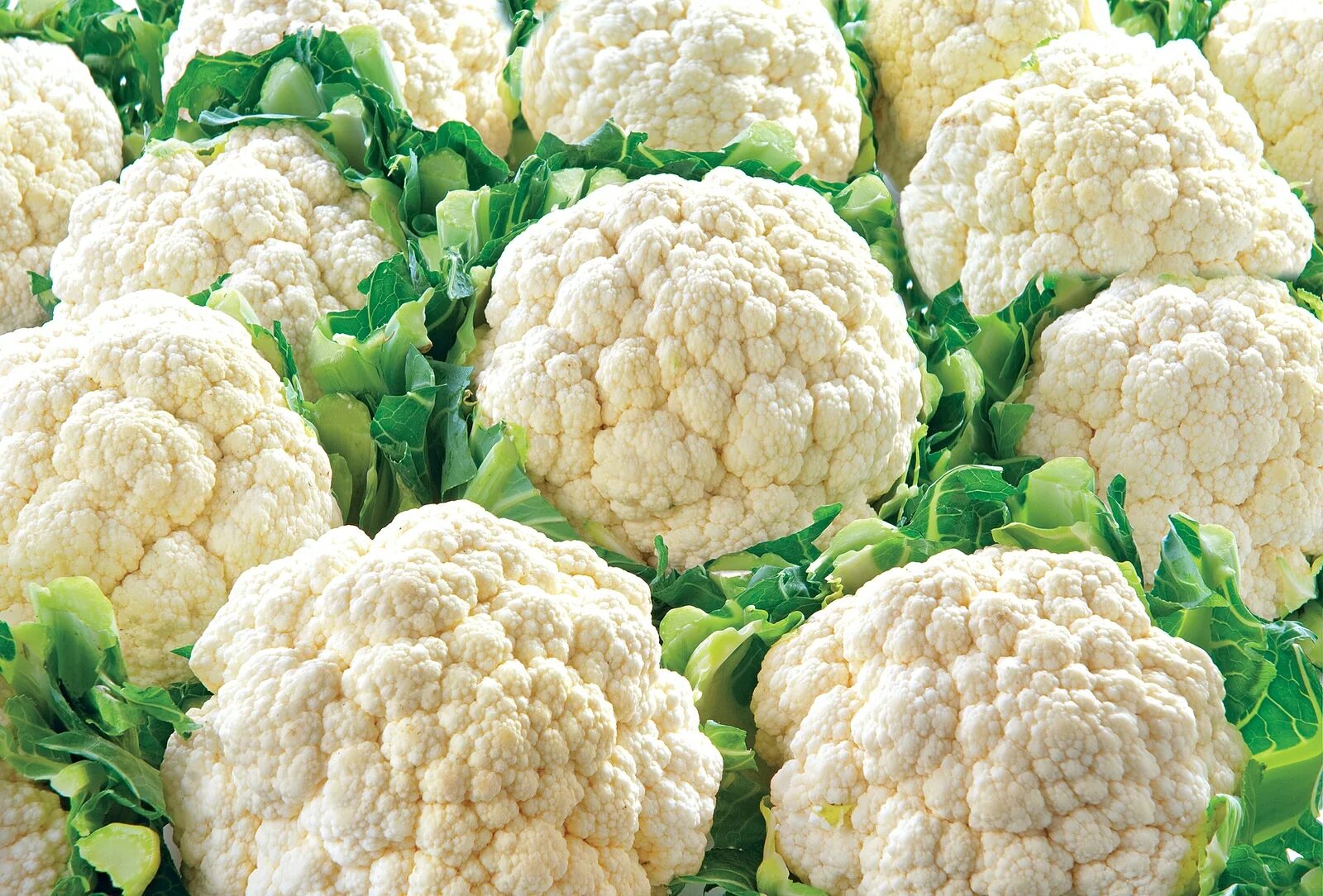 Cauliflower. Капуста цветная (сорт ранняя Грибовская 1355). Капуста цветная Овиндоли. Сорт цветной капусты 3.