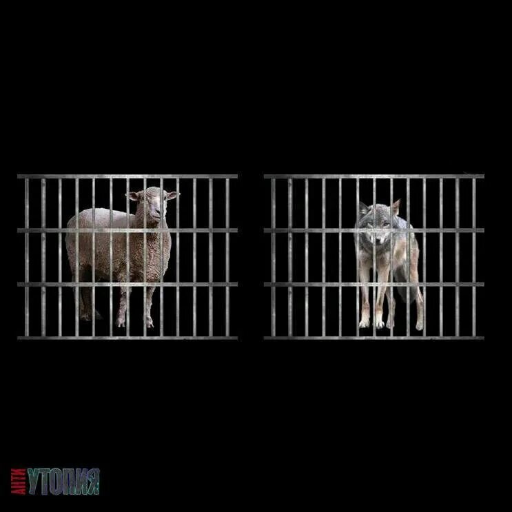 Философские труды абу-али аль-хусейн ибн абдаллах ибн сина. Эксперимент авиценны с ягнятами. Волк в овечьей шкуре. Курбан байрам. Эксперимент авиценны с ягнятами.