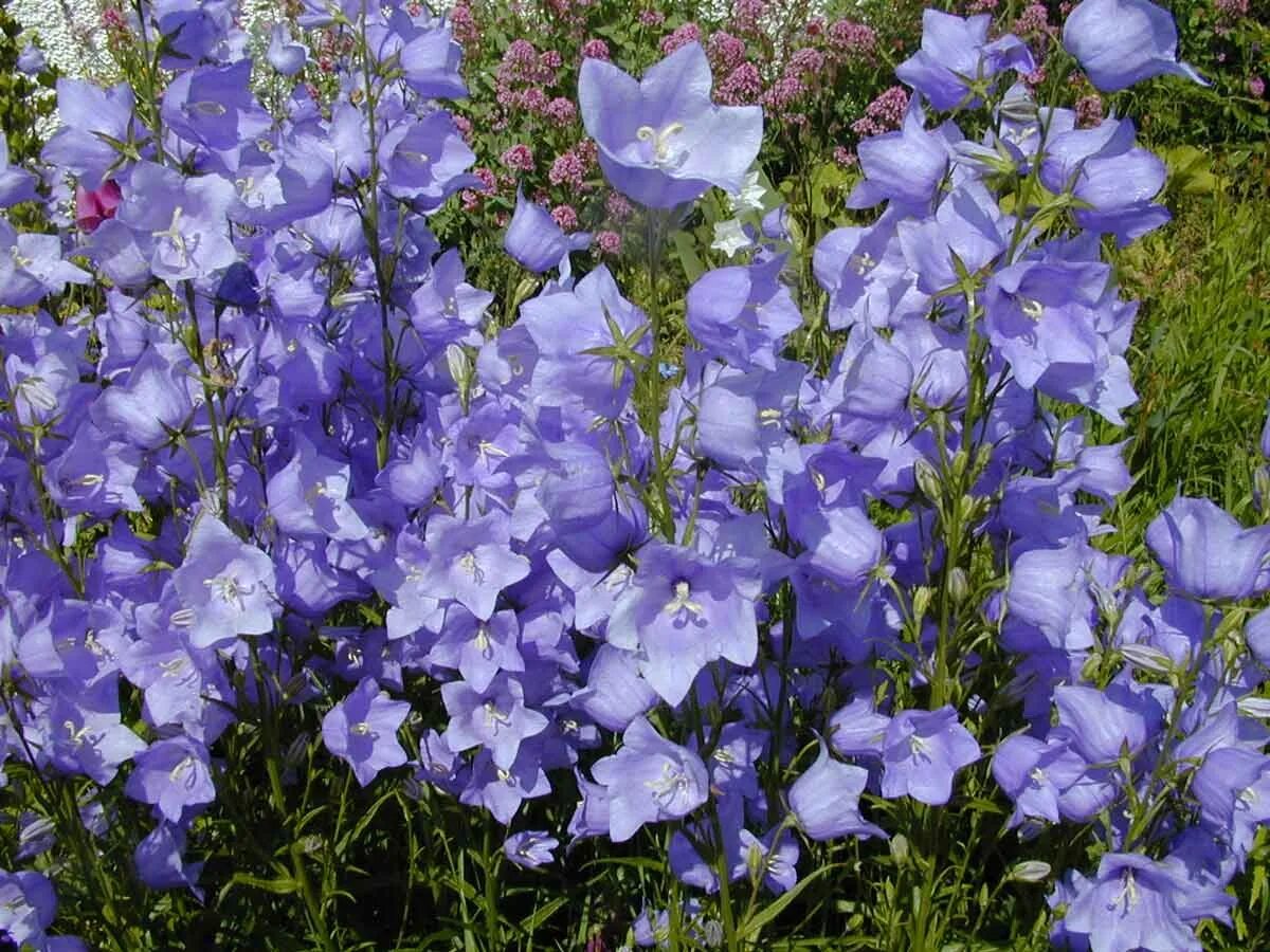 Колокольчик персиколистный (campanula persicifolia l. Сорт колокол. Кампанула махровая многолетник. Колокольчик кампанула розовый. Кампанула махровая многолетняя.
