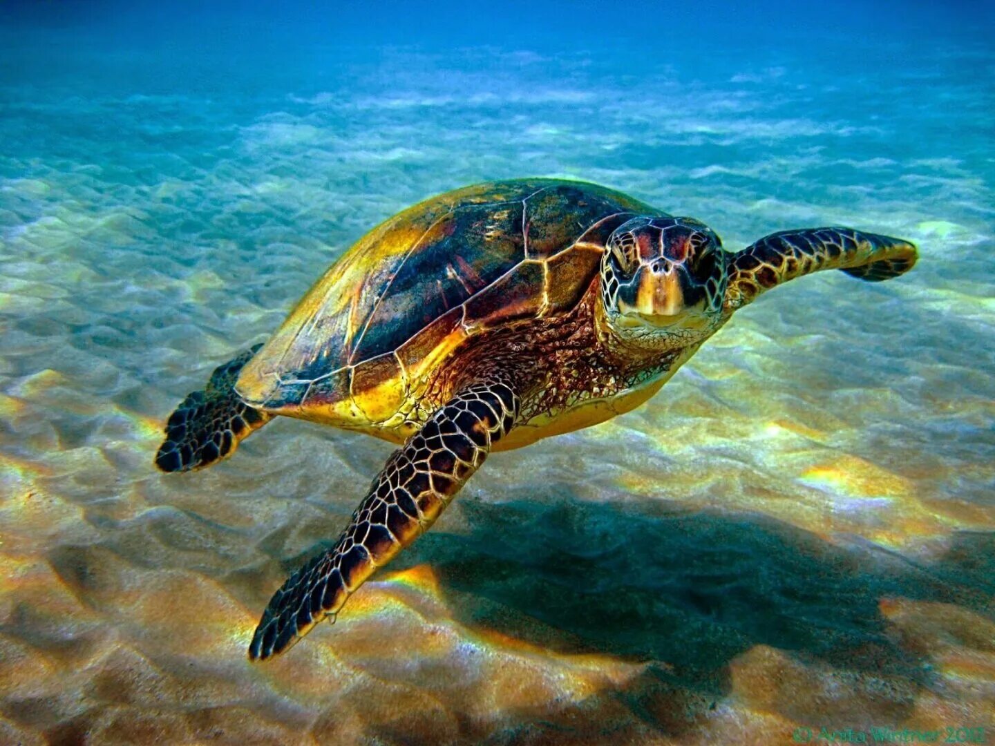 Водные животные это. Хоксбильская морская черепаха. Зеленая (суповая морская черепаха). Водоплавающая черепаха морская. Черепахи Атлантического океана.