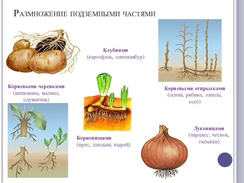 Способы вегетативного размножения луковицами. Размножение корневищем клубнем луковицей. Вегетативное размножение корневыми клубнями. Бесполое вегетативное размножение растений. Какие отношения складываются между осотом и картофелем