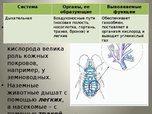 Органы движения. Дыхательная система органы образующие систему. Какие функции выполняют органы дыхательной системы. Органы её образующие. Какие функции выполняет система органов.