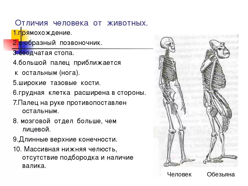 Перечислите основные отличия человека от животного. Отличие человека от животного. биологические отличия человека от животного. качества отличающие человека от животного. схема отличия человека от животного.
