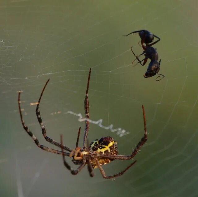 Способы передвижения паукообразных. Паук с добычей. Передвижение паука. Пауки в Австралии с добычей.