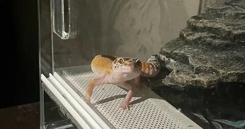 Эублефар игрушка