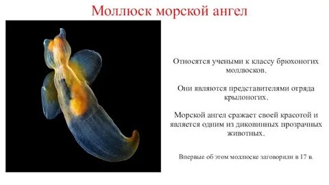 Моллюск 5 букв