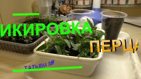 Посадка перца в январе 2024 года
