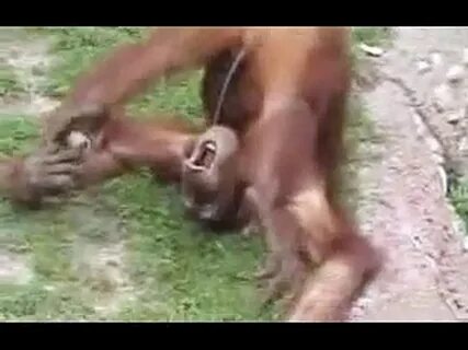 Animali - La scimmia che fa la pipi e la beve - Video Dailymotion.