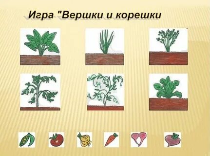 С и т д растет
