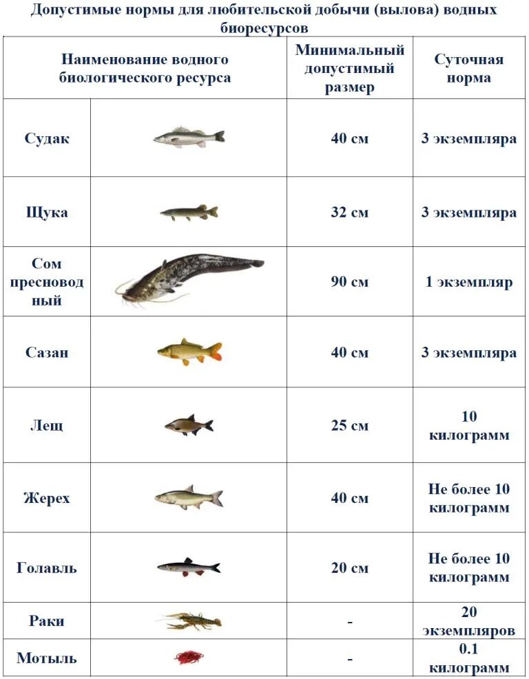 Таблица лова. Допустимый размер ловли рыбы. Размеры рыб - разрешённые для ловли рыбы.. Нормы и размер вылова рыбы окунь. Разрешенный размер щуки.
