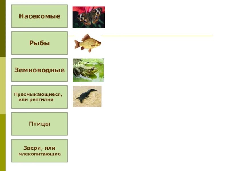 Звери птицы рыбы насекомые земноводные пресмыкающиеся. Земноводные пресмыкающиеся птицы. Рыбы земноводные пресмыкающиеся. Насекомые рыбы земноводные пресмыкающиеся птицы млекопитающие.